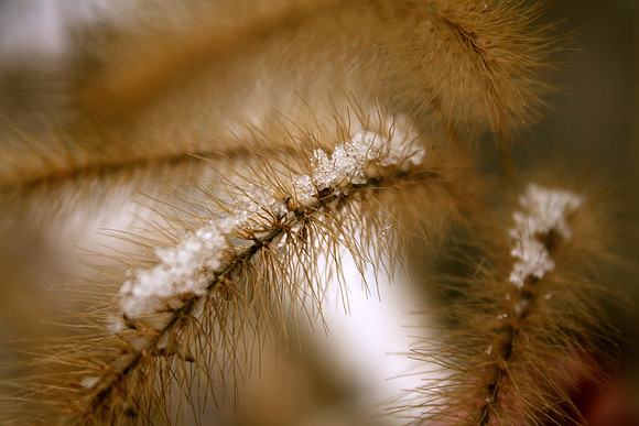 Snow - Willow Grass