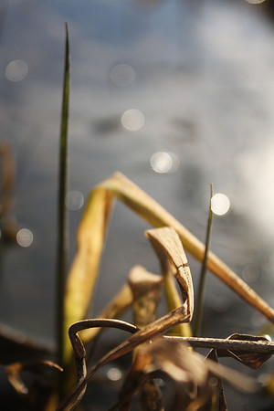 Grass