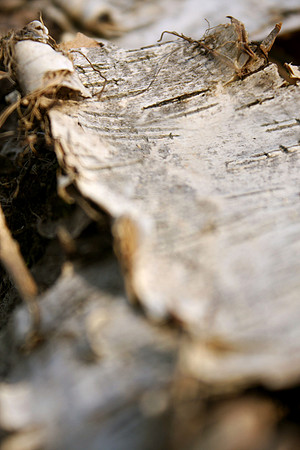 Birch Tree No. 1