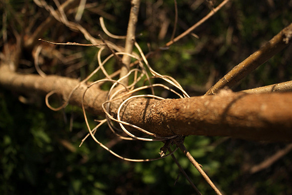Entanglement