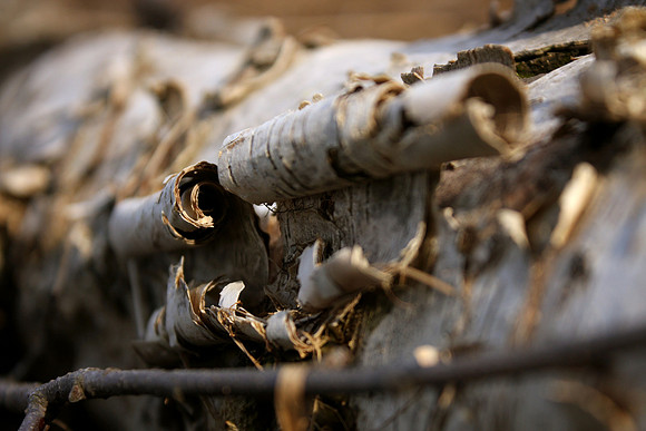 Birch Tree No. 2