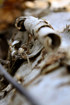 Birch Tree No. 3