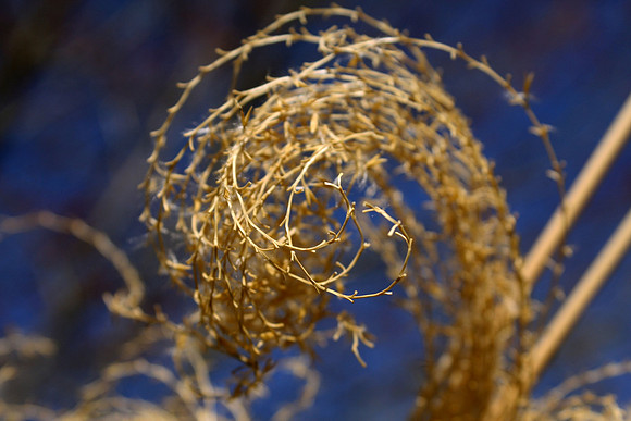 Grass No. 1